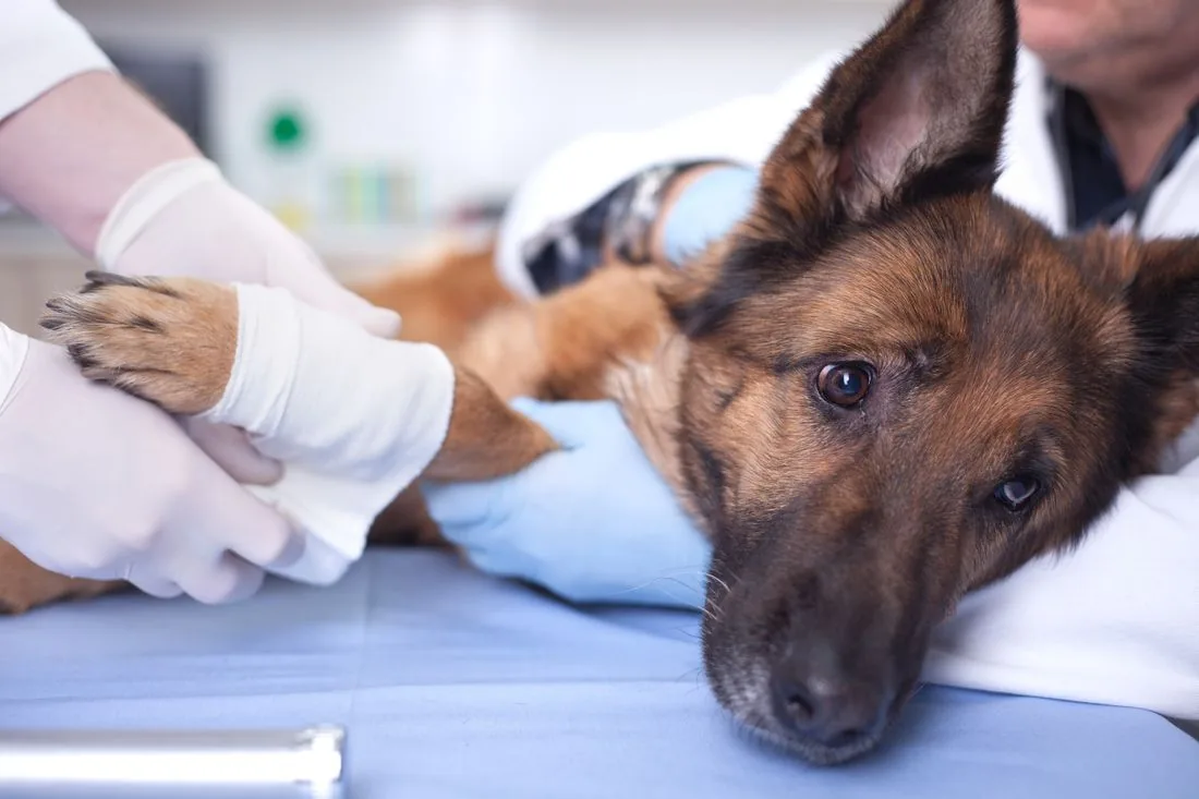 Dierenarts verzorgt een hond in de kliniek